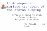 Lipid-dependent surface transport of the proton pumping