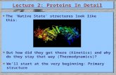 Lecture 2: Proteins In Detail