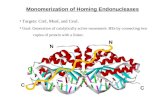 Monomerization of Homing Endonucleases