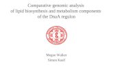 Comparative genomic analysis  of lipid biosynthesis and metabolism components  of the DnaA regulon