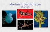 Marine Invertebrates (Part 2)