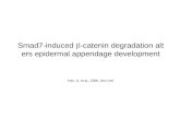 Smad7-induced  b -catenin degradation alters epidermal appendage development