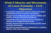 Week 8 Muscles and Movements of Lower Extremity – Ch 8  Objectives