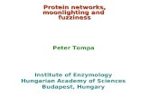 Protein networks, moonlighting and  fuzziness