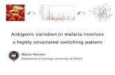 Antigenic variation in malaria involves a highly structured switching pattern
