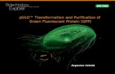 pGLO™ Transformation and Purification of  Green Fluorescent Protein (GFP)