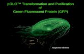 pGLO™ Transformation and Purification of  Green Fluorescent Protein (GFP)