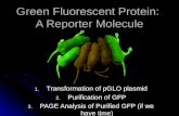 Green Fluorescent Protein:  A Reporter Molecule