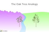 The Oak Tree Analogy