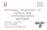 Antibody responses to linear and conformational epitopes