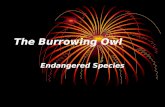 The Burrowing Owl