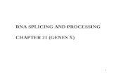RNA SPLICING AND PROCESSING CHAPTER 21  ( GENES X )