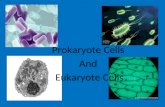Prokaryote Cells  And  Eukaryote Cells