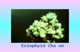 Eriophyid Cha om