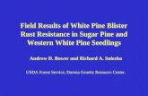 Field Results of White Pine Blister Rust Resistance in Sugar Pine and Western White Pine Seedlings