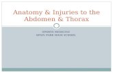 Anatomy & Injuries to the Abdomen & Thorax