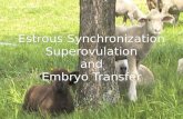 Estrous Synchronization Superovulation and Embryo Transfer