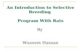 An Introduction to Selective Breeding  Program With Rats By  Waseem Hassan