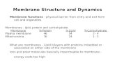 Membrane Structure and Dynamics