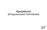 Apoptosis (Programmed Cell Death)