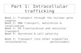 Part 1: Intracellular trafficking