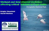 Wetland and  tidal  channel evolution  affecting critical  habitats at Cape Sable