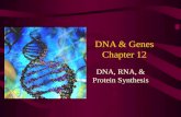 DNA & Genes Chapter 12