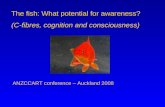 The fish: What potential for awareness?  (C-fibres, cognition and consciousness)