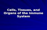 Cells, Tissues, and Organs of the Immune System