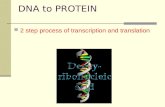 DNA to PROTEIN