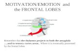 MOTIVATION/EMOTION  and the FRONTAL LOBES