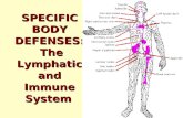 SPECIFIC BODY DEFENSES:  The Lymphatic and Immune System