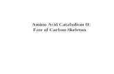 Amino Acid Catabolism II:                   Fate of Carbon Skeleton