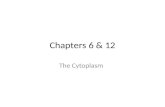Chapters 6 & 12
