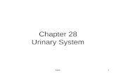 Chapter 28 Urinary System