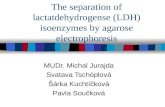 The separation of lactatdehydrogense (LDH) isoenzymes by agarose electrophoresis