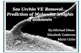 Sea Urchin VE Removal…Prediction of Molecular Weights of unknown
