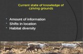Current state of knowledge of  calving grounds