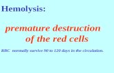 Hemolysis: premature destruction    of the red cells