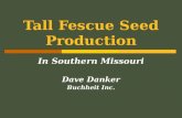 Tall Fescue Seed Production