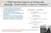 The Central Dogma of Molecular Biology: How Genes Lead to Proteins