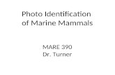 Photo Identification  of Marine Mammals MARE 390 Dr. Turner