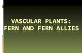Vascular plants: FERN and FERN ALLIES