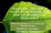 Organisms Capture & Store Free Energy for Use in Biological Processes