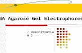 DNA Agarose Gel Electrophoresis