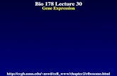 Bio 178 Lecture 30