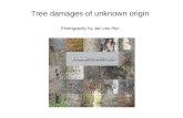 Tree damages of unknown origin Photography by Jan van Rijn