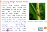 Flowering Stage Insect Pests