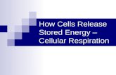 How Cells Release  Stored Energy – Cellular Respiration