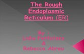 The Rough Endoplasmic Reticulum  (ER)